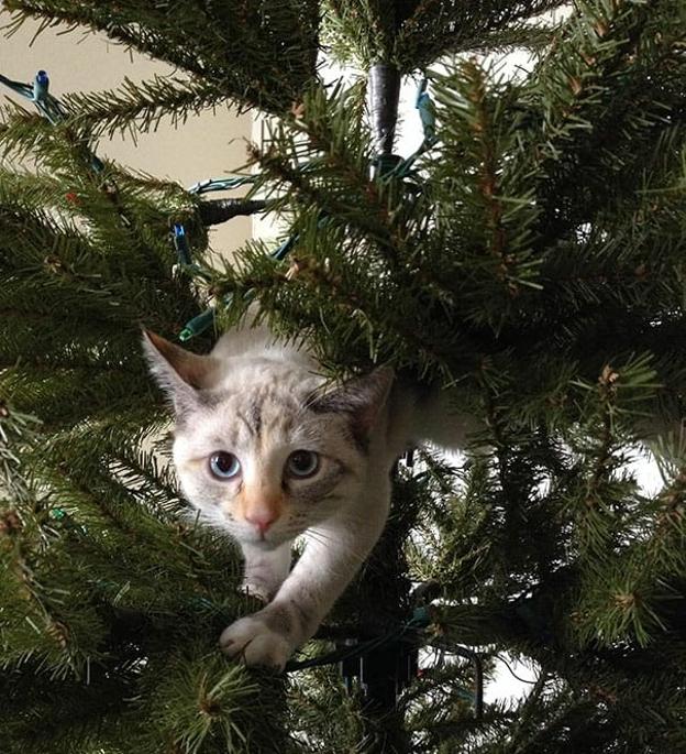 Gato en arbol online de navidad